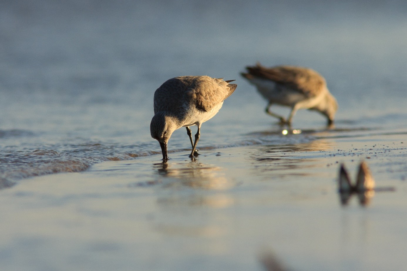 Red Knots JeroenOnrust