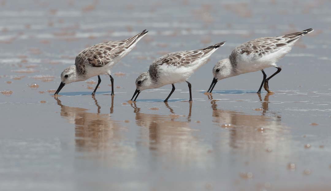 calidris alba dallmeijer&amp;veen