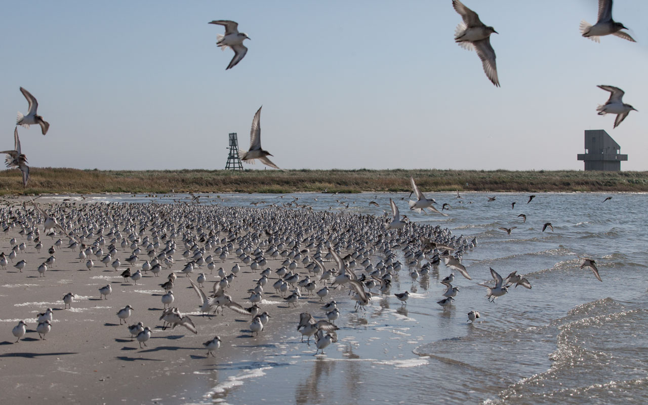 calidris alba veen