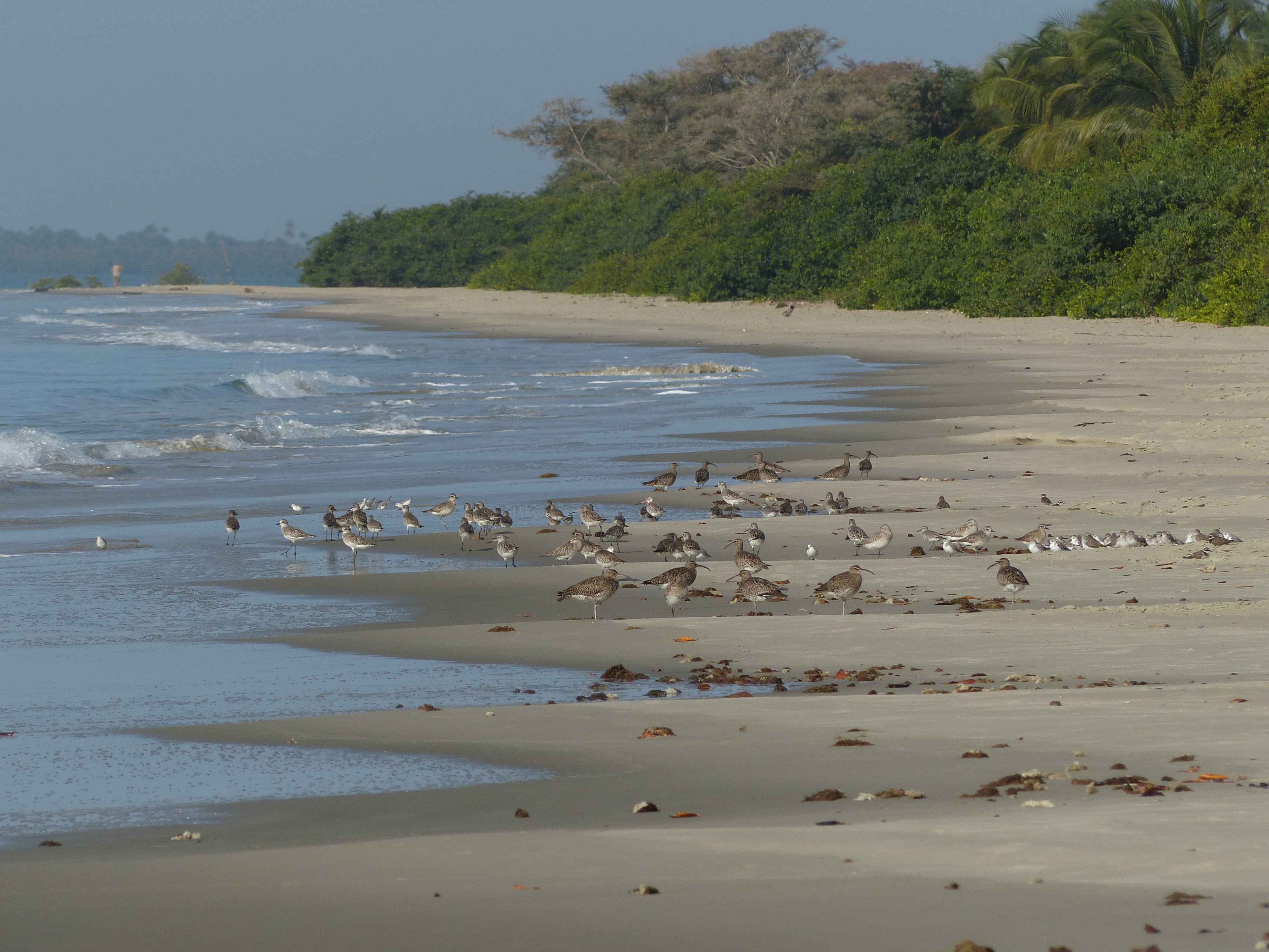 Roosting_shorebirds_Guinea_Bissau