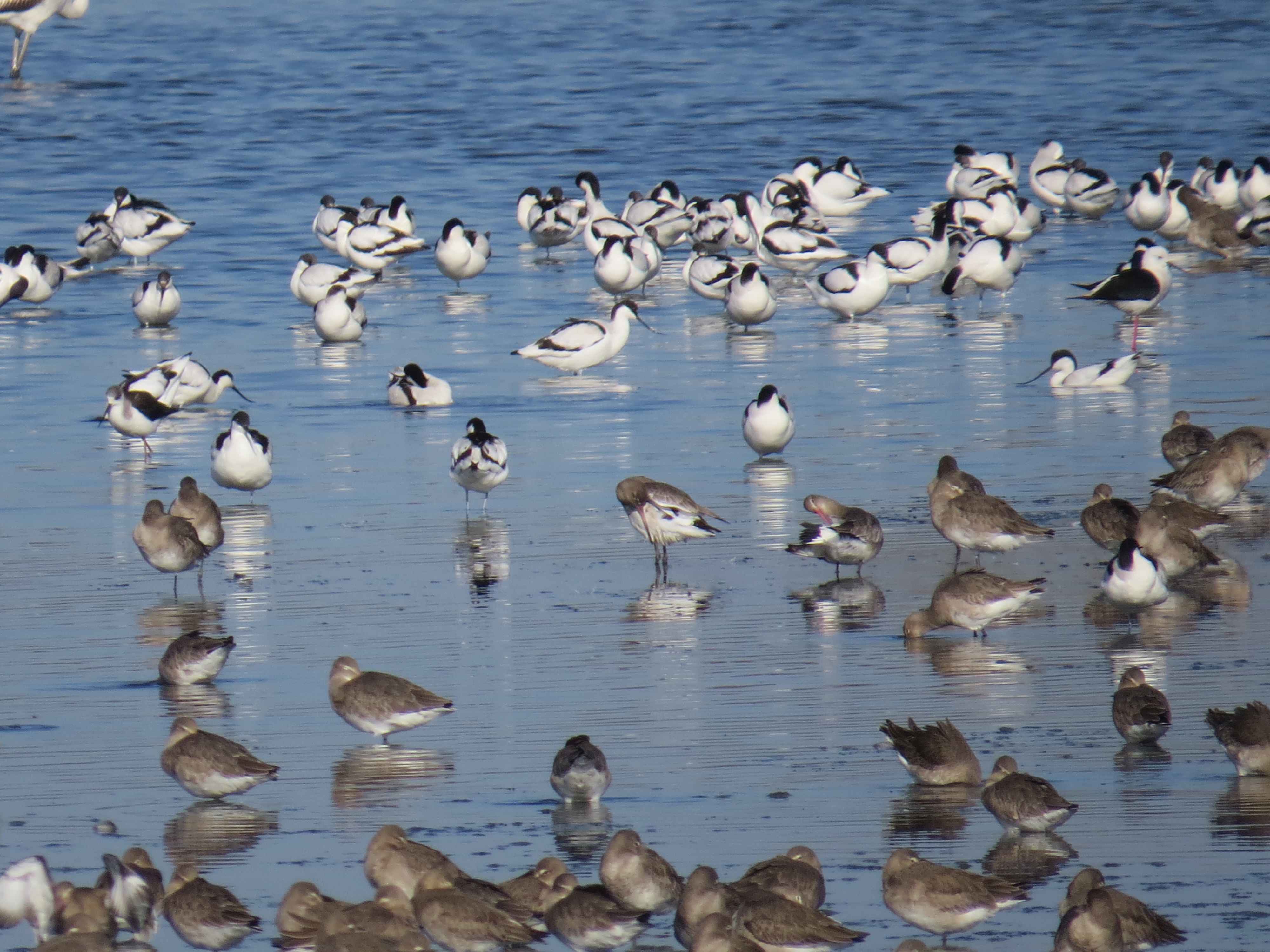 Roosting_shorebirds_Tagus_estuary